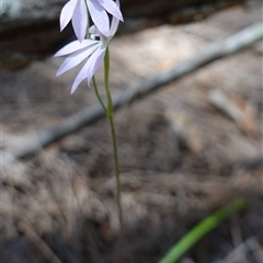 Caladenia carnea at Gundary, NSW - suppressed