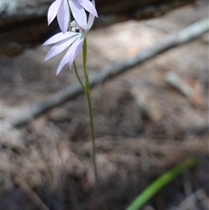 Caladenia carnea at Gundary, NSW - suppressed