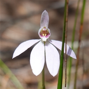 Caladenia carnea at Gundary, NSW - suppressed