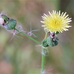 Sonchus asper at West Wodonga, VIC - 10 Nov 2024 by KylieWaldon