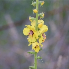 Verbascum virgatum at West Wodonga, VIC - 10 Nov 2024 by KylieWaldon