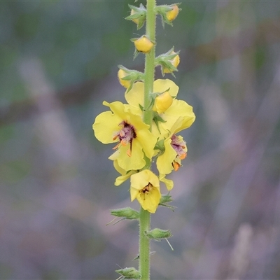 Verbascum virgatum at West Wodonga, VIC - 10 Nov 2024 by KylieWaldon