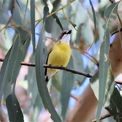 Gerygone olivacea (White-throated Gerygone) at West Wodonga, VIC - 9 Nov 2024 by KylieWaldon