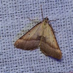 Anachloris subochraria (Golden Grass Carpet (Ennominae)) at Harrison, ACT - 9 Nov 2024 by DPRees125