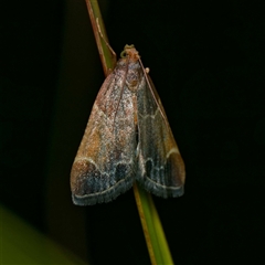 Pyralis farinalis (Meal Moth) at Harrison, ACT - 9 Nov 2024 by DPRees125