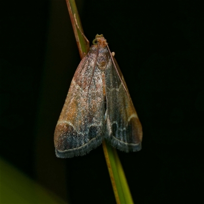 Pyralis farinalis (Meal Moth (Pyralinae) at Harrison, ACT - 9 Nov 2024 by DPRees125