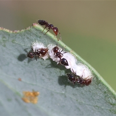 Crematogaster sp. (genus) at West Wodonga, VIC - 9 Nov 2024 by KylieWaldon