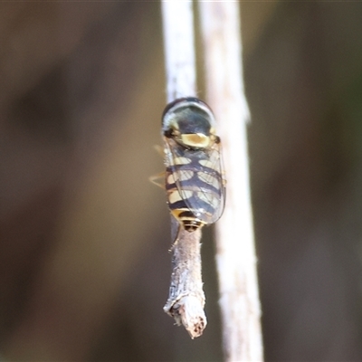 Simosyrphus grandicornis (Common hover fly) at West Wodonga, VIC - 9 Nov 2024 by KylieWaldon