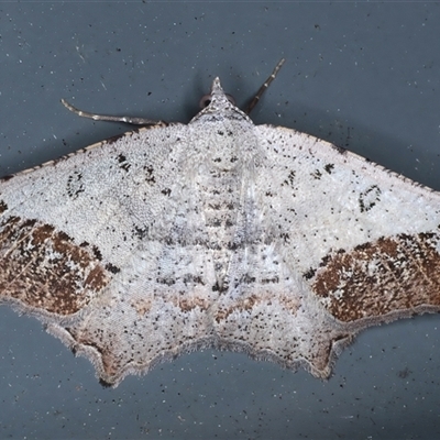 Dissomorphia australiaria (Dashed Geometrid, Ennominae) at Rosedale, NSW - 9 Nov 2024 by jb2602