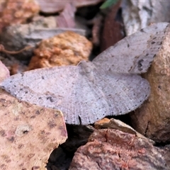 Taxeotis (genus) at West Wodonga, VIC - 10 Nov 2024 by KylieWaldon