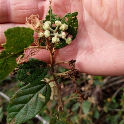 Unidentified Plant at Lower Pappinbarra, NSW - 8 Nov 2024 by dave@kerrie