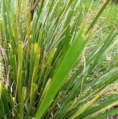 Lomandra longifolia (Spiny-headed Mat-rush, Honey Reed) at Lower Pappinbarra, NSW - 8 Nov 2024 by dave@kerrie