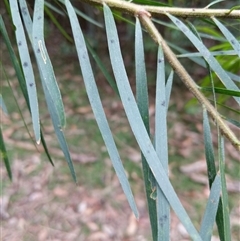 Unidentified Wattle at Lower Pappinbarra, NSW - 8 Nov 2024 by dave@kerrie