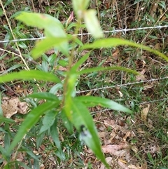 Unidentified Other Tree at Lower Pappinbarra, NSW - 8 Nov 2024 by dave@kerrie