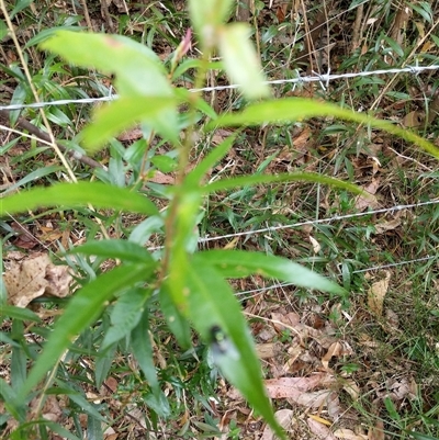 Unidentified Other Tree at Lower Pappinbarra, NSW - 8 Nov 2024 by dave@kerrie