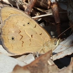 Heteronympha merope (Common Brown Butterfly) at West Wodonga, VIC - 9 Nov 2024 by KylieWaldon