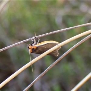 Palaeosia bicosta at Cook, ACT - 17 Oct 2024 04:28 PM