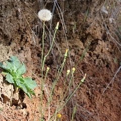 Unidentified Daisy at West Wodonga, VIC - 10 Nov 2024 by KylieWaldon