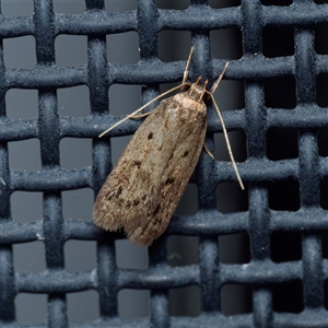 Hofmannophila pseudospretella at Harrison, ACT - 10 Nov 2024