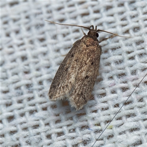 Hofmannophila pseudospretella at Harrison, ACT - 10 Nov 2024