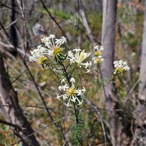 Pimelea linifolia at Bombay, NSW - 10 Nov 2024 02:03 PM