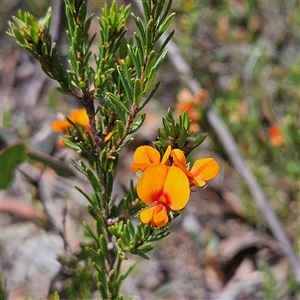 Pultenaea subspicata at Bombay, NSW - 10 Nov 2024 02:08 PM