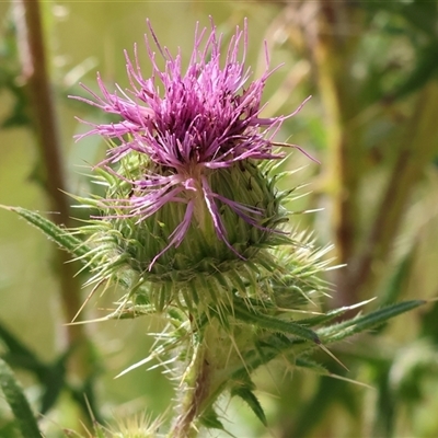 Cirsium vulgare at West Wodonga, VIC - 10 Nov 2024 by KylieWaldon