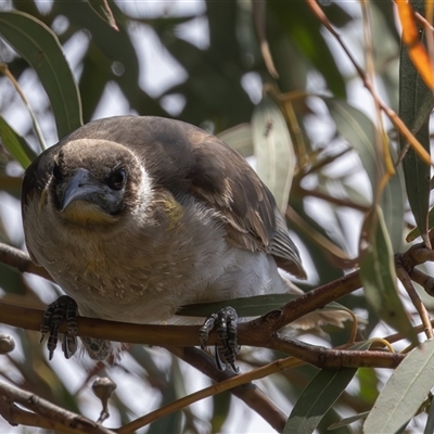 Philemon citreogularis (Little Friarbird) at Dunlop, ACT - 10 Nov 2024 by rawshorty