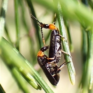 Heteromastix sp. (genus) at Cook, ACT - 19 Oct 2024 09:39 AM