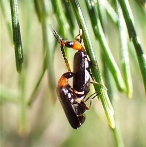 Heteromastix sp. (genus) at Cook, ACT - 19 Oct 2024