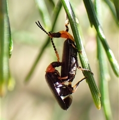 Heteromastix sp. (genus) at Cook, ACT - 19 Oct 2024 09:39 AM