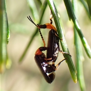 Heteromastix sp. (genus) at Cook, ACT - 19 Oct 2024