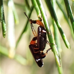 Heteromastix sp. (genus) at Cook, ACT - 19 Oct 2024 09:39 AM