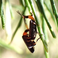 Heteromastix sp. (genus) at Cook, ACT - 19 Oct 2024 09:39 AM