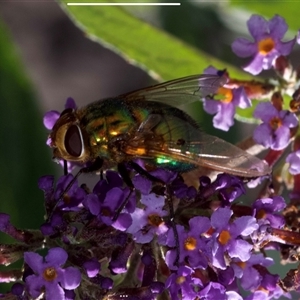 Rutilia (Chrysorutilia) sp. (genus & subgenus) at Murrumbateman, NSW - suppressed