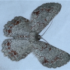 Pingasa cinerea (Tan-spotted Grey) at Rosedale, NSW - 9 Nov 2024 by jb2602