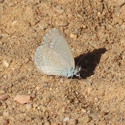 Zizina otis (Common Grass-Blue) at West Wodonga, VIC - 9 Nov 2024 by KylieWaldon