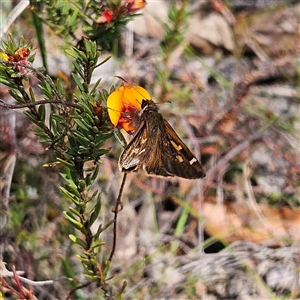 Toxidia doubledayi at Bombay, NSW - 10 Nov 2024 02:11 PM