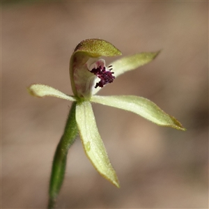 Caladenia transitoria at Gundary, NSW - 20 Oct 2024