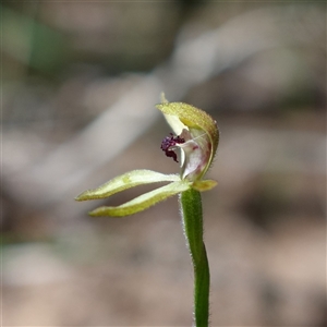 Caladenia transitoria at Gundary, NSW - 20 Oct 2024