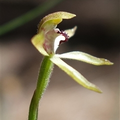 Caladenia transitoria at Gundary, NSW - 20 Oct 2024