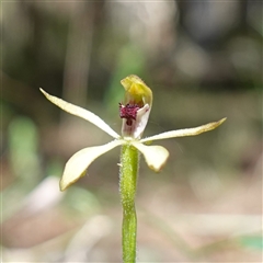 Caladenia transitoria at Gundary, NSW - 20 Oct 2024