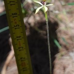 Caladenia transitoria at Gundary, NSW - 20 Oct 2024