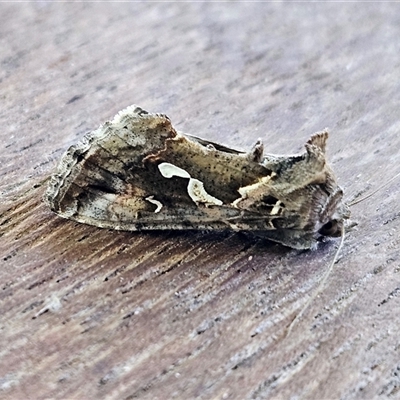 Chrysodeixis argentifera (Tobacco Looper) at Hawker, ACT - 10 Nov 2024 by sangio7