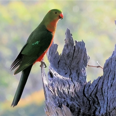 Alisterus scapularis (Australian King-Parrot) at West Wodonga, VIC - 10 Nov 2024 by KylieWaldon