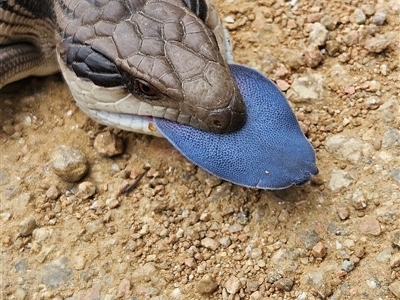 Tiliqua scincoides scincoides (Eastern Blue-tongue) at Bombay, NSW - 10 Nov 2024 by MatthewFrawley