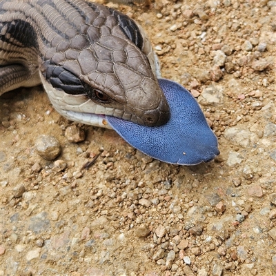 Tiliqua scincoides scincoides (Eastern Blue-tongue) at Bombay, NSW - 10 Nov 2024 by MatthewFrawley