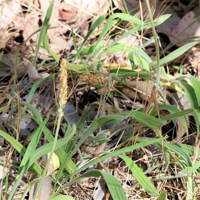 Plantago varia at West Wodonga, VIC - 10 Nov 2024 by KylieWaldon