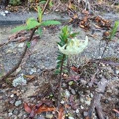 Pimelea linifolia (Slender Rice Flower) at Strahan, TAS - 9 Nov 2024 by LyndalT