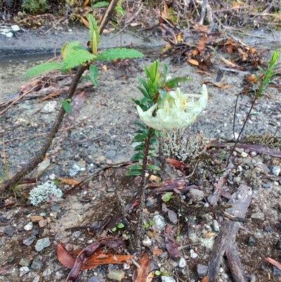 Pimelea linifolia (Slender Rice Flower) at Strahan, TAS - 9 Nov 2024 by LyndalT